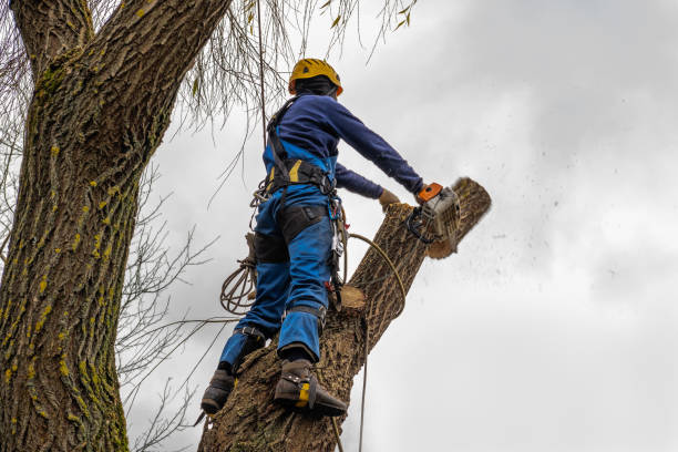 How Our Tree Care Process Works  in  Lake Summerset, IL