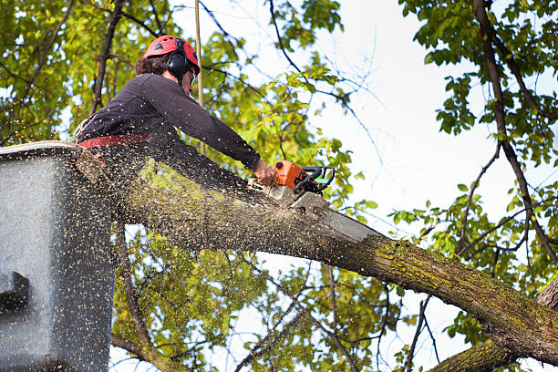 Best Organic Lawn Care Solutions  in Lake Summerset, IL